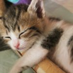 あなたの睡眠がみるみる改善する３つのポイント