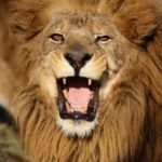 牙を抜かれないこと