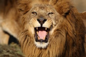 牙を抜かれないこと