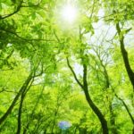 エネルギー、生命力こそすべての根源