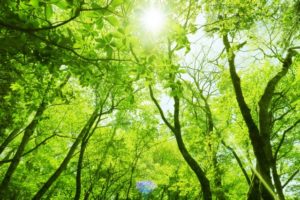 エネルギー、生命力こそすべての根源