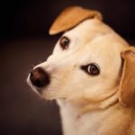 恩に報いるという生き方