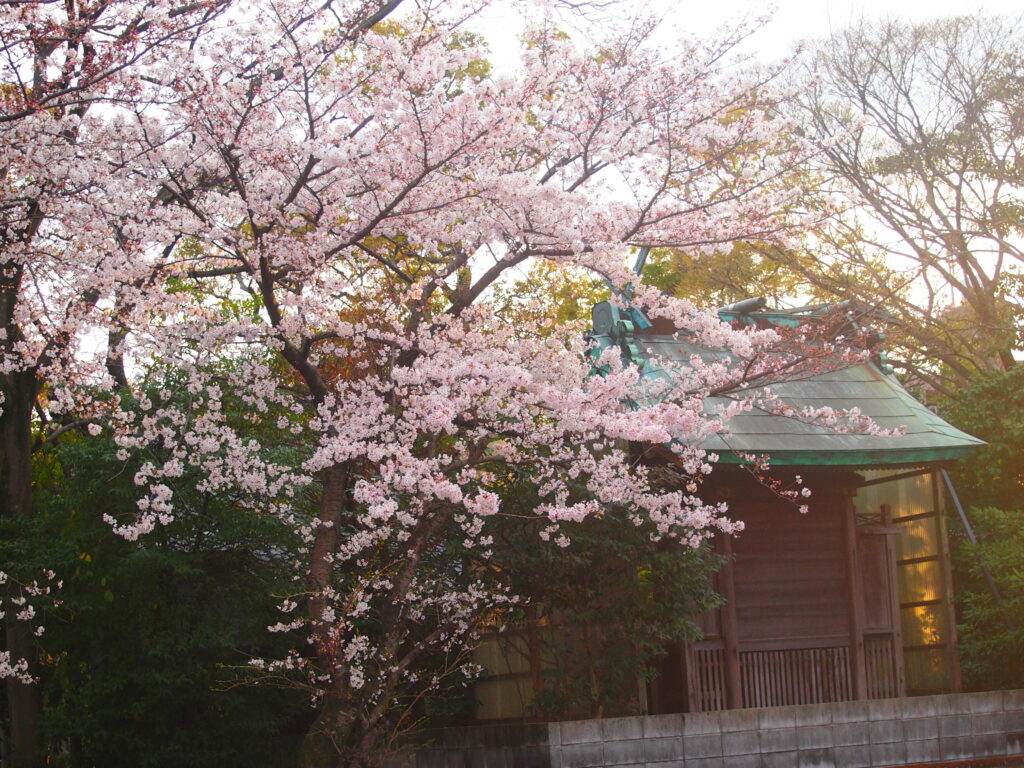 元祖桜ソング　その２〜絶頂〜