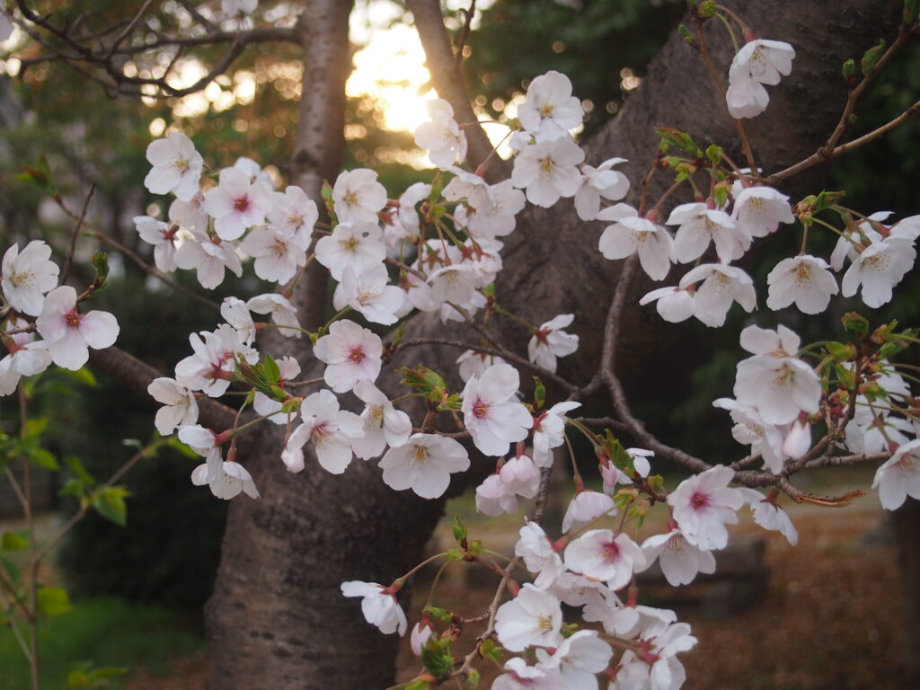 元祖桜ソング　その１~日本の心~