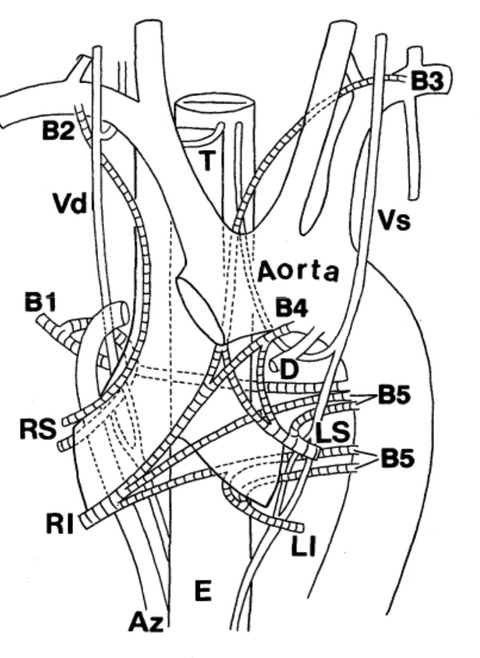 気管支動脈（BA）の走行