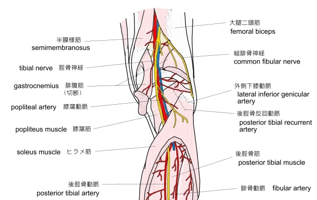 深部静脈DVTエコー