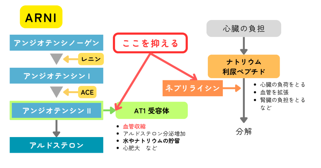 ARNIの作用機序＝fantastic fourの一員